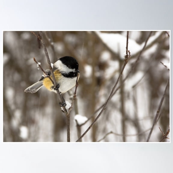 Black-Capped Chickadee Poster Wall Art, Modern Wall Decor, 8x12 UNFRAMED