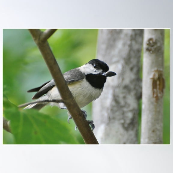Black Capped Chickadee With Seed Poster Wall Art, Modern Wall Decor For Living Room Bedroom, 24x36 UNFRAMED
