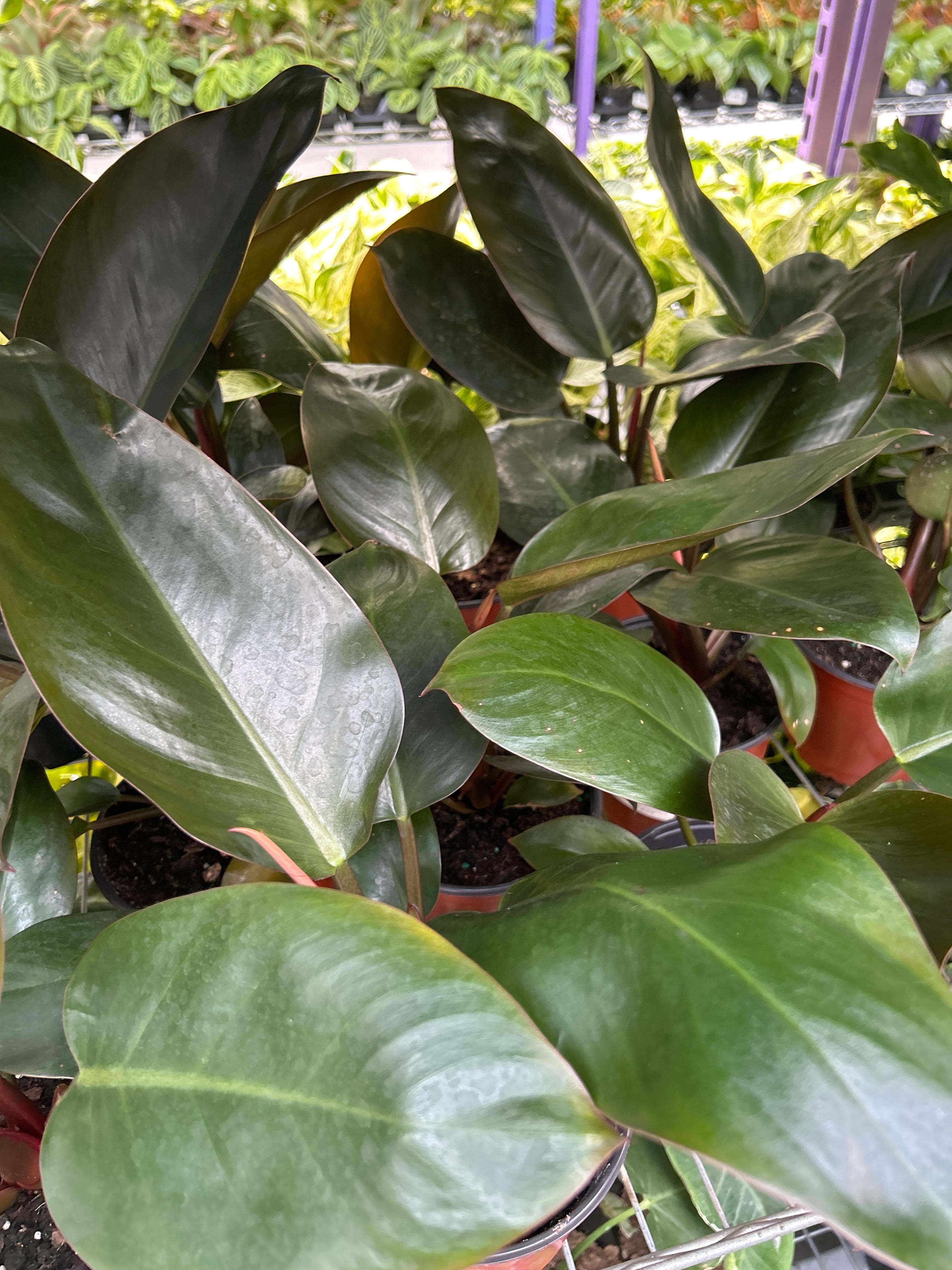 Black Cardinal Philodendron for Indoor & Outdoor Use | Dark Leaf ...