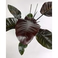 thumbnail image 1 of Black Cardinal Philodendron - Live Plant in a 4 Inch Pot - Philodendron Erubescens - Extremely Rare and Beautiful Indoor Houseplant - A Rare Tropical Masterpiece, 1 of 5