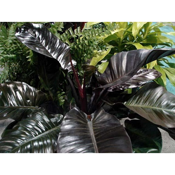 Black Cardinal Philodendron-Striking Indoor Plant-Compact Growth  10" Pot