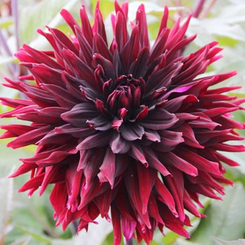 Black Cat Dahlia Flower Bulbs Jumbo Pack - 5 Tubers per Pack - Deer Resistant - Good as Cut Flowers - Grows Well In Containers - Easy to Grow Live Plants - Outdoor Garden
