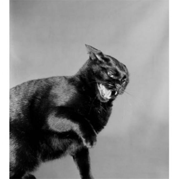 Black Cat Poster Print - 18 x 24 in.