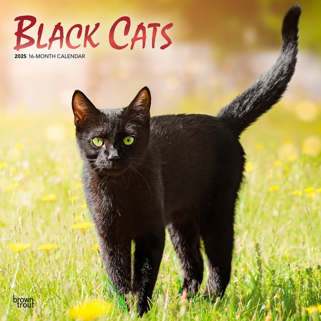 Black Cats | 2025 12x24" (Hanging) Square Wall Calendar | BrownTrout