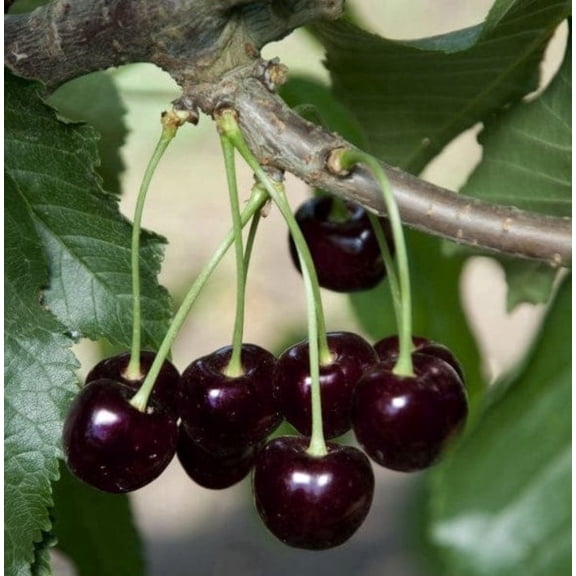Set 2 Black Cherry Trees Live Plant 13 ft Tall, Prunus Serotina Tree for Outdoor Planting, Bare Roots, Sweet Fruit Tree