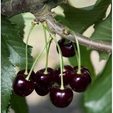 Set 2 Black Cherry Trees Live Plant 1–3 ft Tall, Prunus Serotina Tree for Outdoor Planting, Bare Roots, Sweet Fruit Tree