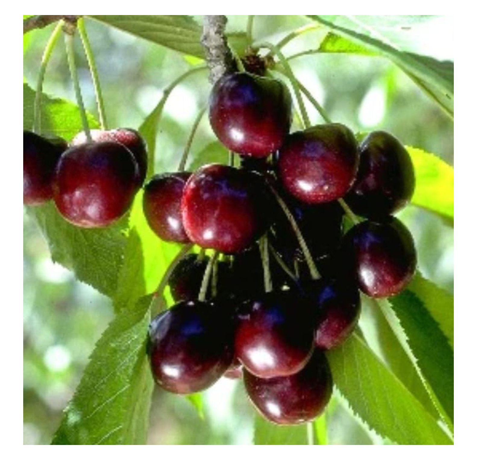 Black Cherry Tree Live Plant, Sweet Cherry Plant Live Fruit Tree 3 to 4
