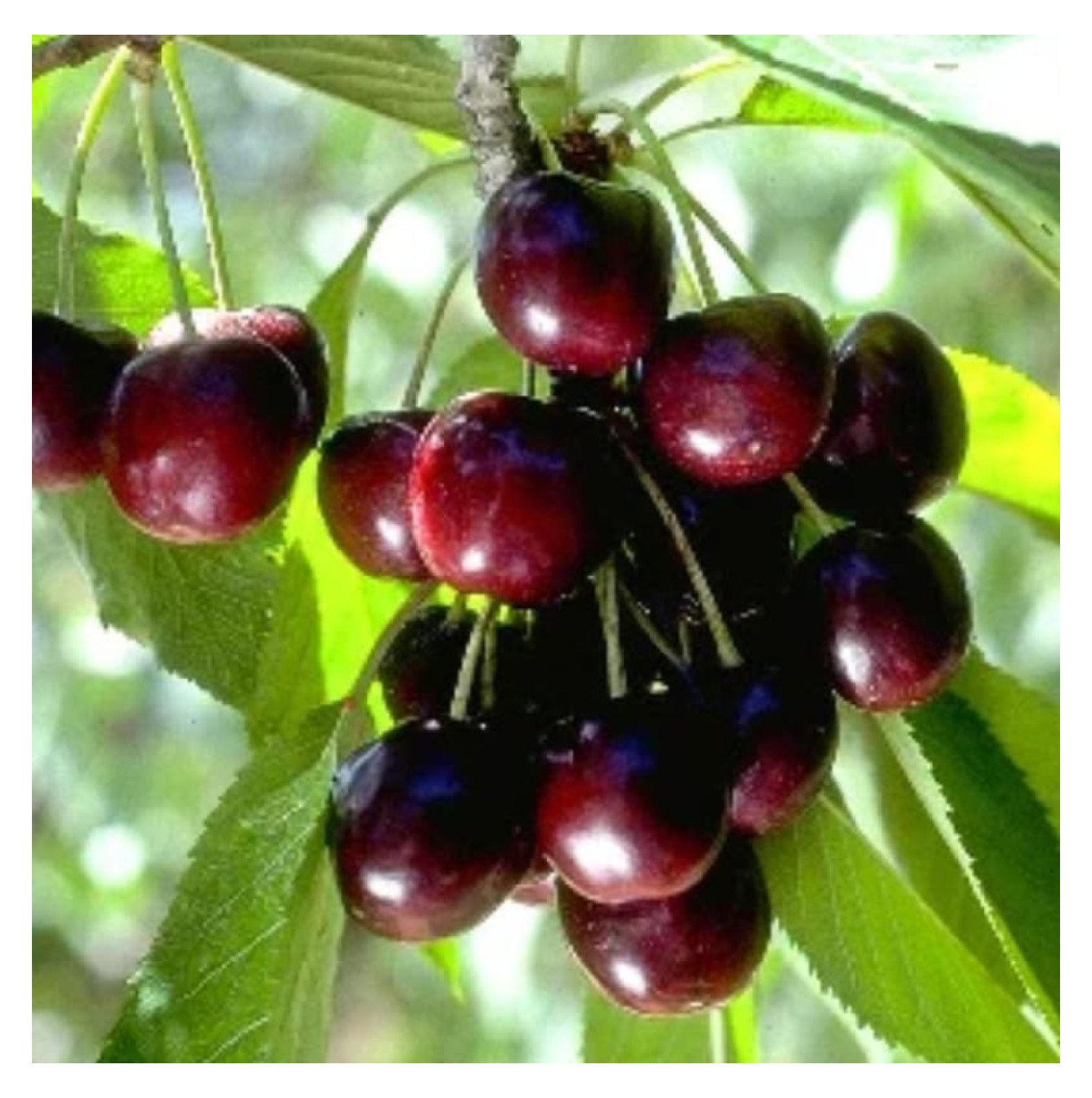 Black Cherry Tree Live Plant, Sweet Cherry Plant Live Fruit Tree 3 to 4
