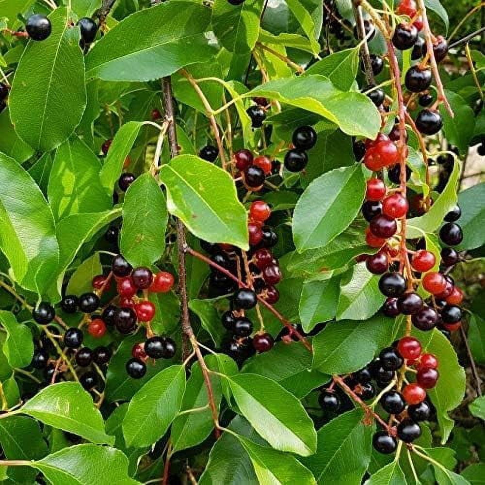 Black Cherry Tree Seedlings for Planting No Ship to California (2