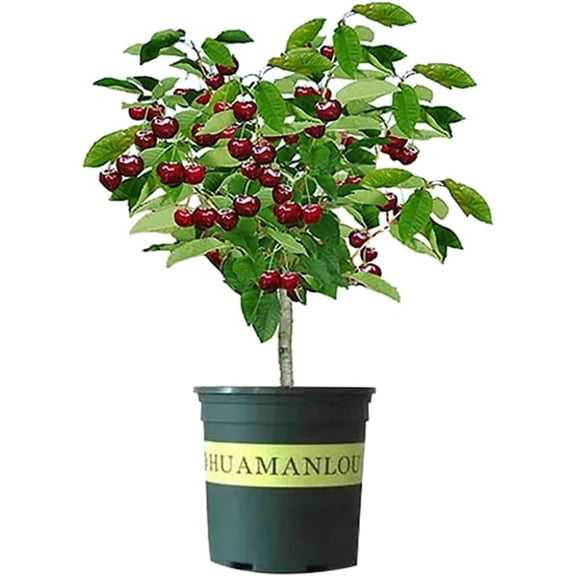 Black Cherry Tree Seeds - 30 Seeds - Grow a Fruit Bearing Tree