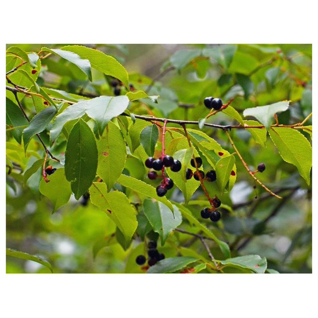 Black Cherry Trees for Planting 23 Feet Tall (2 Trees) No