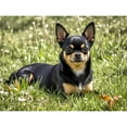 thumbnail image 1 of Black Chihuahua Diamond Painting DIY Kits 5D Diamond Art Full Round Drill Crystal by Number Stitch Handmade Arts and Crafts for Home Wall Living Room Bedroom Decor 12x16 inch, 1 of 4
