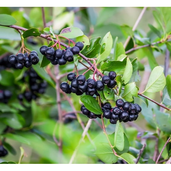 Black Chokeberry Live Plants  Aronia melanocarpa  1 Year Old Seedlings - Grow Your Own Antioxidant-Rich Superfood Berry Tree  Hardy, Fast-Growing, Ideal for Garden or Container Planting (3 Plants)