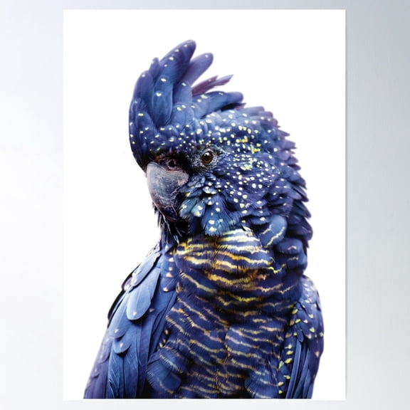 Black Cockatoo Poster Wall Art, Modern Wall Decor For Living Room Bedroom, 12x18 UNFRAMED