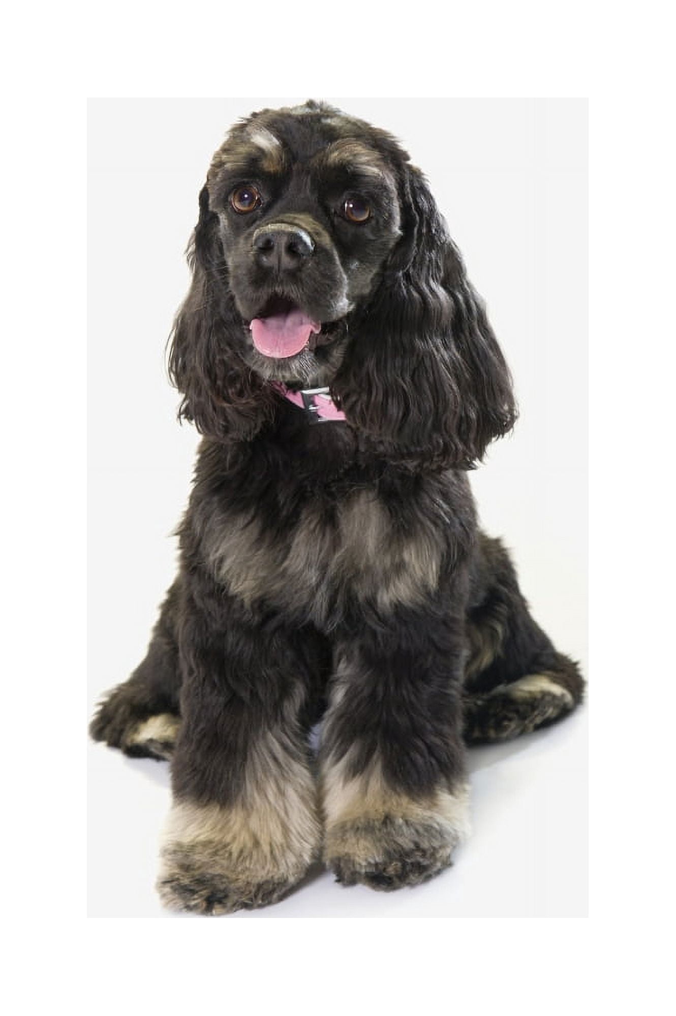 Black Cocker Spaniel With Golden Boots On White Studio Background Canvas Art - Corey Hochachka Design Pics (24 x 38)