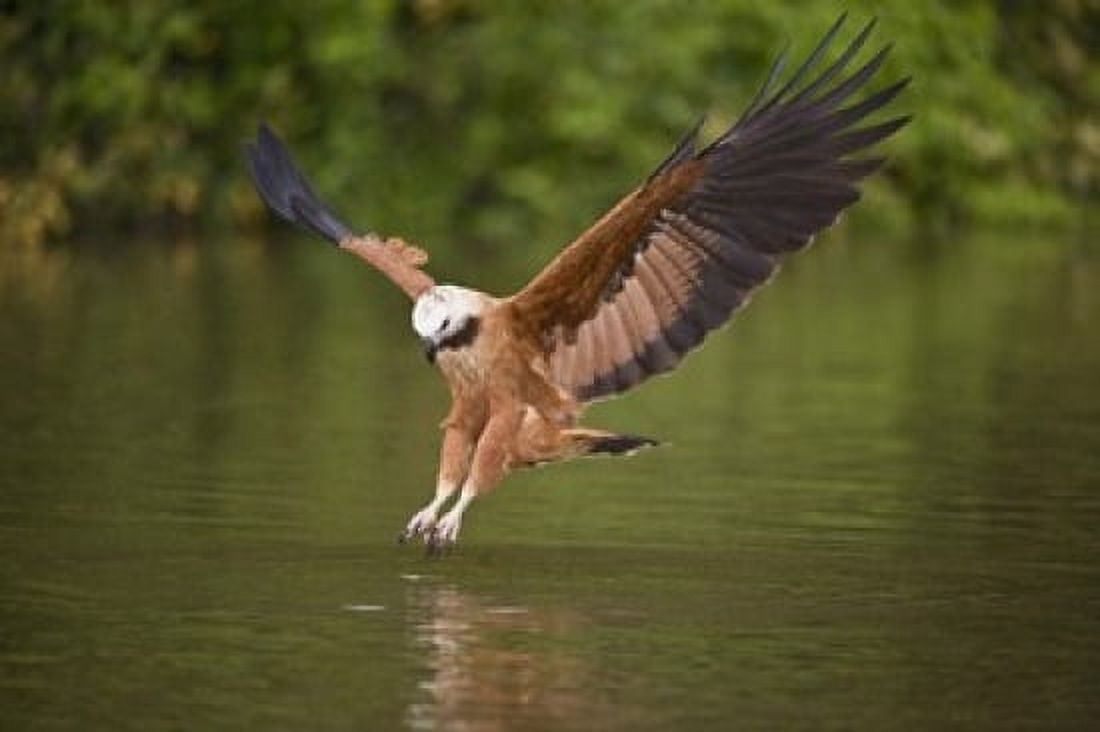 Black-Collared hawk pouncing over water Three Brothers River Meeting of Waters State Park Pantanal Wetlands Brazil Canvas Art - Panoramic Images (16 x 11)