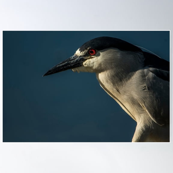 Black-Crowned Night Heron Poster Wall Art, Modern Wall Decor For Living Room Bedroom, 8x12 UNFRAMED
