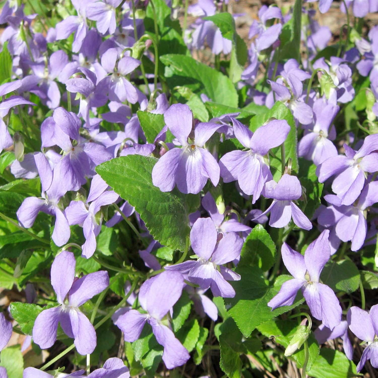 Black Cumin (100 Units) NonGMO, Organic for Outdoor/Yard Flavor and