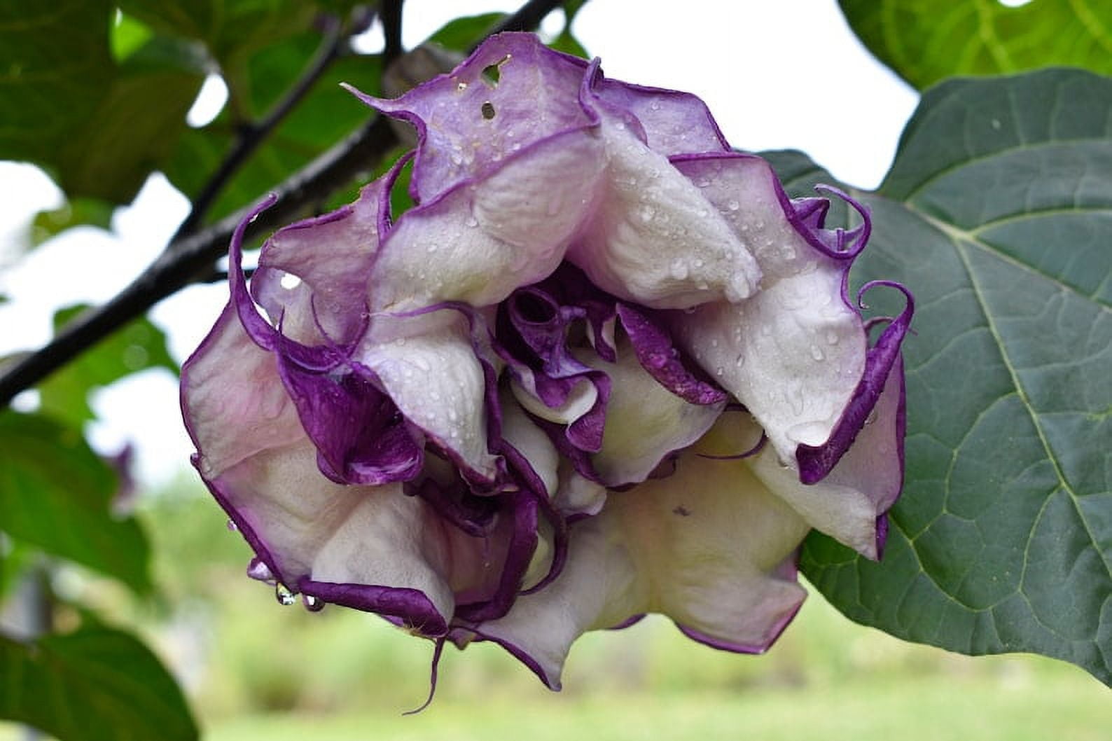 Plant Angel Trumpet