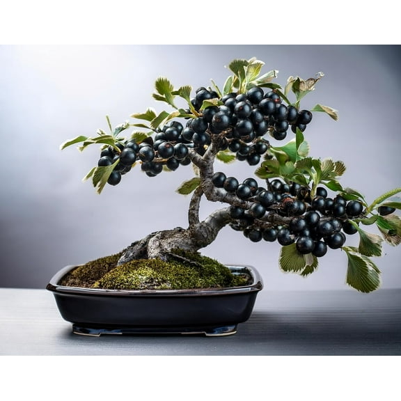 Black Currant Bonsai Tree Seedling for Planting - 1 Year Old Well Rooted Seedling
