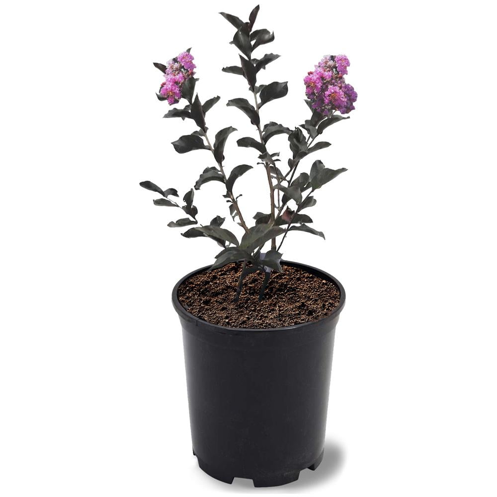 Black Diamond Blooms 1-1.5 ft tall Purely Purple Crape Myrtle Live Tree in 1-Gallon Grower Pot