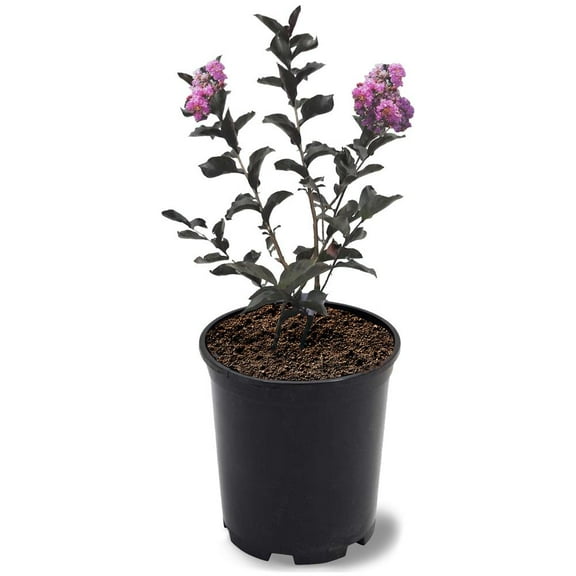Black Diamond Blooms 12-18 in. tall Purely Purple Crape Myrtle Live Tree in 1-Gallon Grower Pot