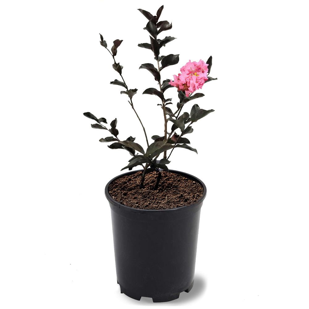Black Diamond Blooms 1-1.5 ft tall Shell Pink Crape Myrtle Live Tree in 1-Gallon Grower Pot