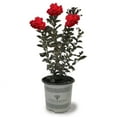 thumbnail image 1 of Black Diamond Blooms 18-24 in. tall Crimson Red Crape Myrtle Live Tree in 3-Gallon Grower Pot, 1 of 1