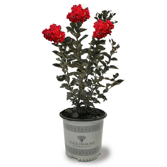 Black Diamond Blooms 18-24 in. tall Crimson Red Crape Myrtle Live Tree in 3-Gallon Grower Pot