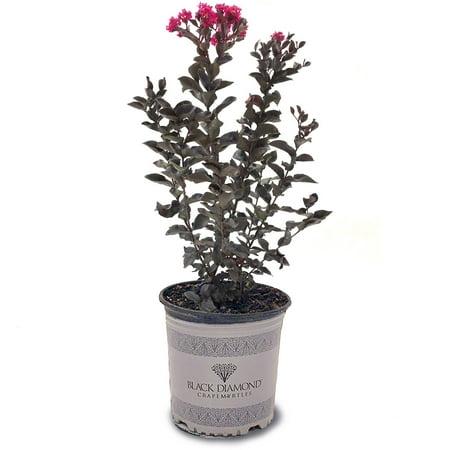 Black Diamond Blooms 1.5- 2 ft tall Mystic Magenta Crape Myrtle Live Tree in 3-Gallon Grower Pot