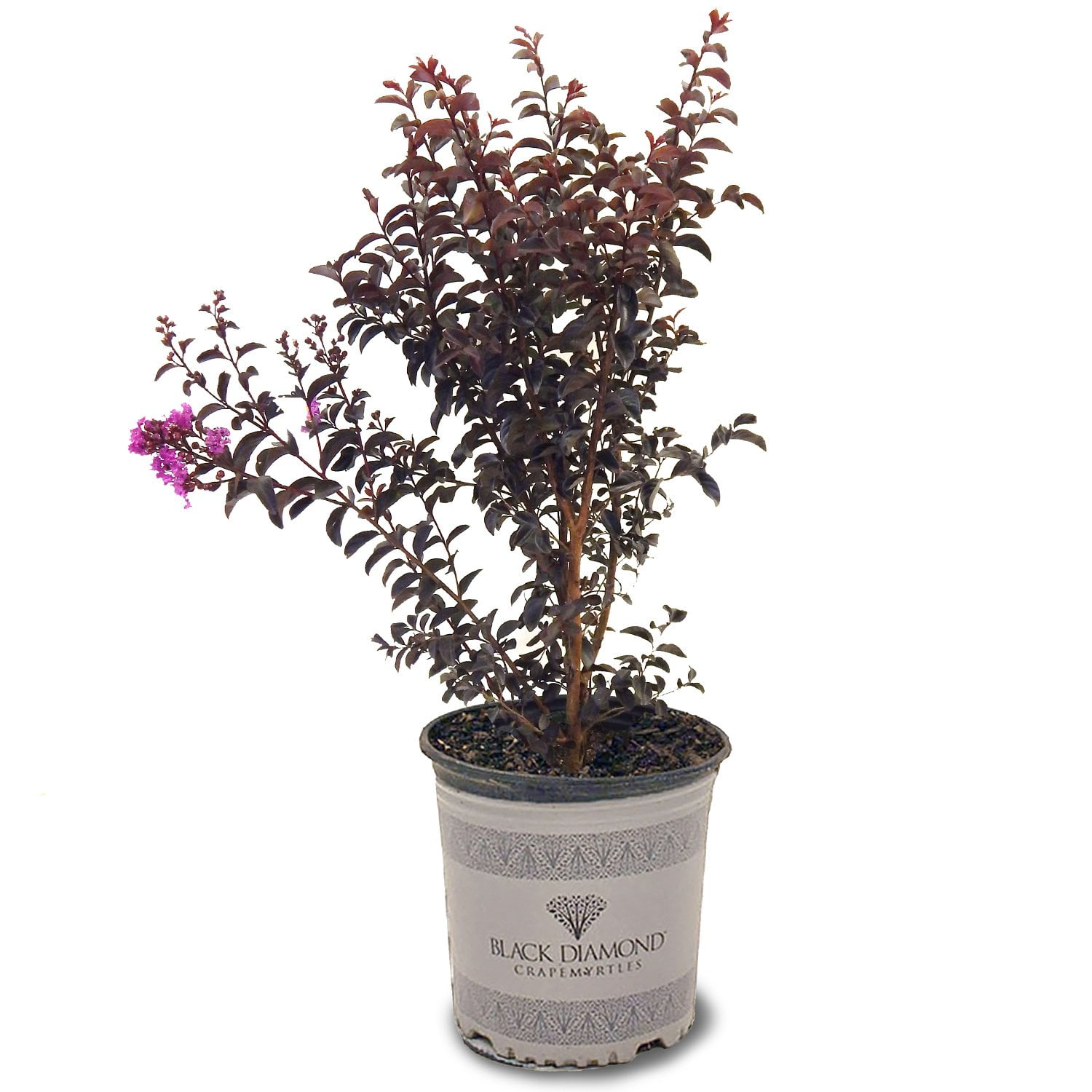 Black Diamond Blooms 1.5- 2 ft tall Purely Purple Crape Myrtle Live Tree in 3-Gallon Grower Pot