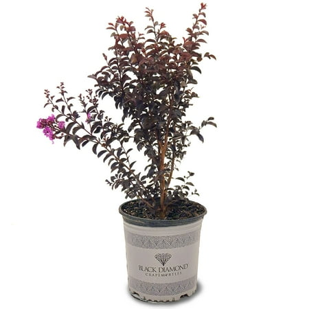Black Diamond Blooms 1.5- 2 ft tall Purely Purple Crape Myrtle Live Tree in 3-Gallon Grower Pot