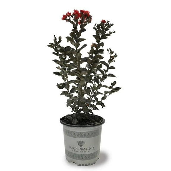Black Diamond Blooms 18-24 in. tall Red Hot Crape Myrtle Live Tree in 3-Gallon Grower Pot