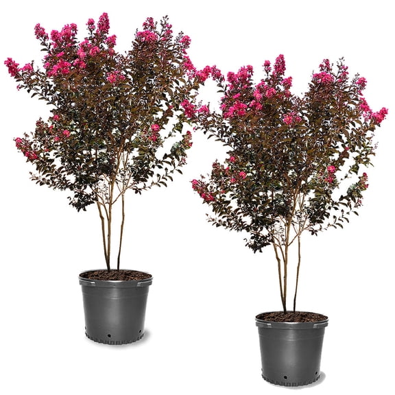 Black Diamond Blooms 6-7 ft. tall Mystic Magenta Crape Myrtle Live Tree in 15-gallon Grower Pot (2-Pack)