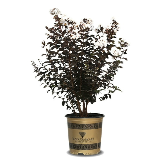 Black Diamond Blooms Pure White Crape Myrtle Live Shrub in 2.25-Gallon Grower Pot