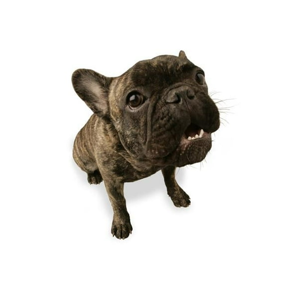 Black Dog Poster Print by Don Hammond, 24 x 30 - Large