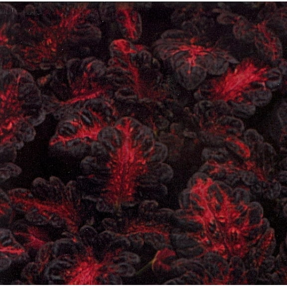 Black Dragon Coleus 40 Seeds