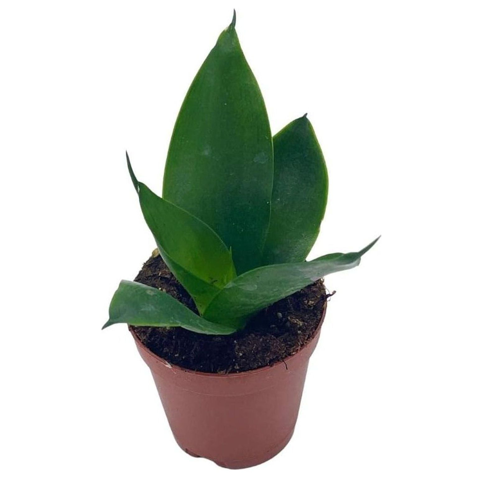Black Dragon Snakeplant, All Green Snake Plant, Sansevieria trifasciata