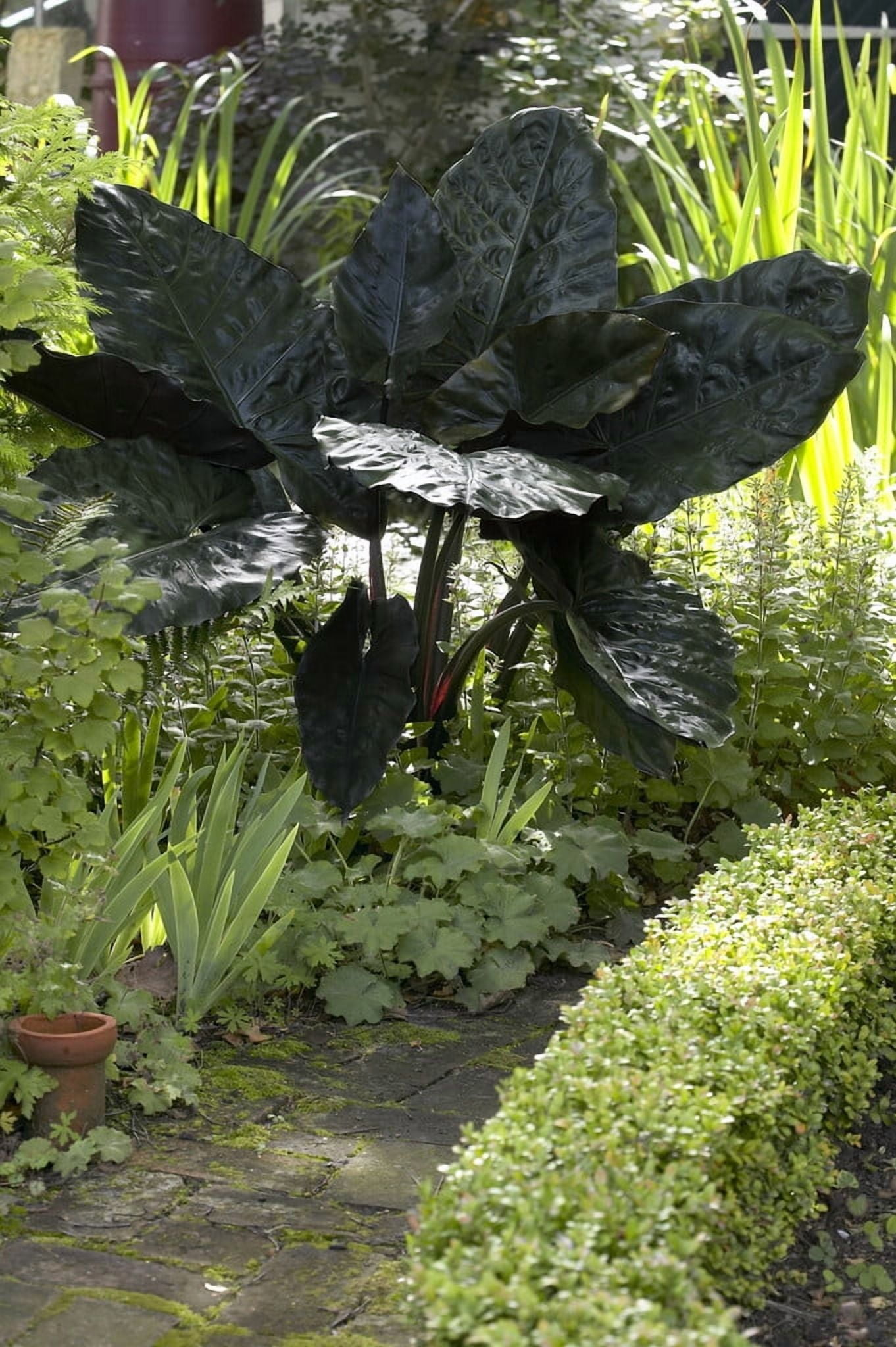Walmart Black Elephant Ear Bulb 7/9cm - Alocasia plumbea 'Nigra