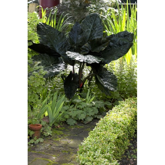 Black Elephant Ear Bulb - Alocasia plumbea nigra - 7/9cm Bulb