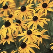 Black-Eyed Susan 4 In. Potted Flowering Perennial Plant 1-Pack