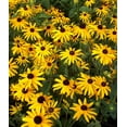 thumbnail image 1 of Black-Eyed Susan Goldsturm Rudbeckia - Live Plant - Gallon Pot, 1 of 4