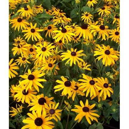 Black-Eyed Susan Goldsturm Rudbeckia - Live Plant - Gallon Pot