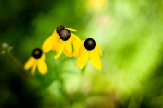 Black Eyed Susan I Canvas Art - Beth Wold (24 x 36)