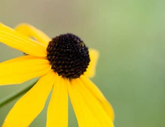 Black Eyed Susan II Canvas Art - Beth Wold (18 x 24)