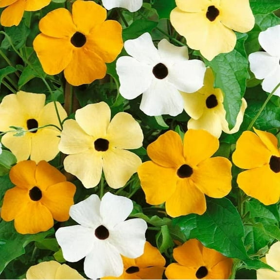 Black Eyed Susan Mixed Color Vine Seeds for Planting | Exotic Garden Flowers | (100 Seeds)