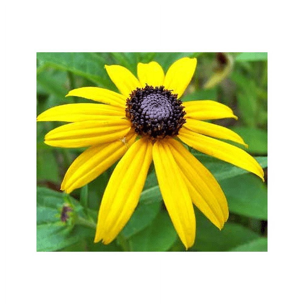 Black Eyed Susan Nice Garden Flower by Seed Kingdom 100,000 Seeds