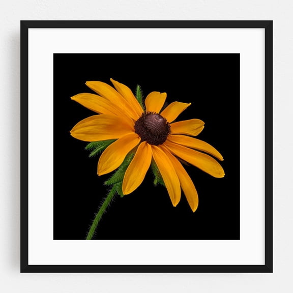 Black Eyed Susan - Photography Floral Flowers Botanical Nature Garden Summer Scenic Black Framed Wall Art Print 12 x 12 inches
