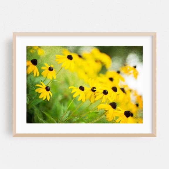 Black Eyed Susan - Photography Floral Flowers Garden Nature Botanical Summer Scenic Oak Framed Wall Art Print 24 x 36 inches