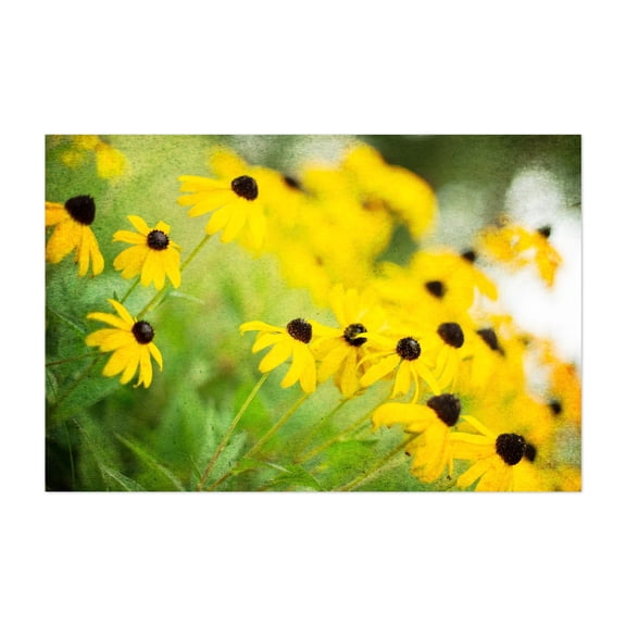 Black Eyed Susan - Photography Floral Flowers Garden Nature Botanical Summer Scenic Unframed Wall Art Print 4 x 6 inches